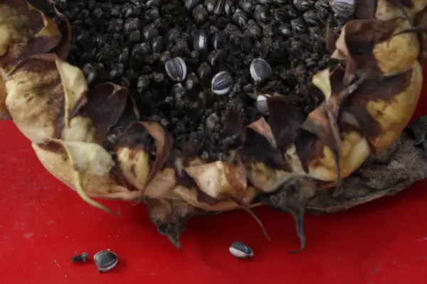 Sunflower seedhead with ripe sunflower seeds