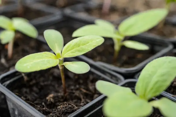 Sunflower seedlings in small pots