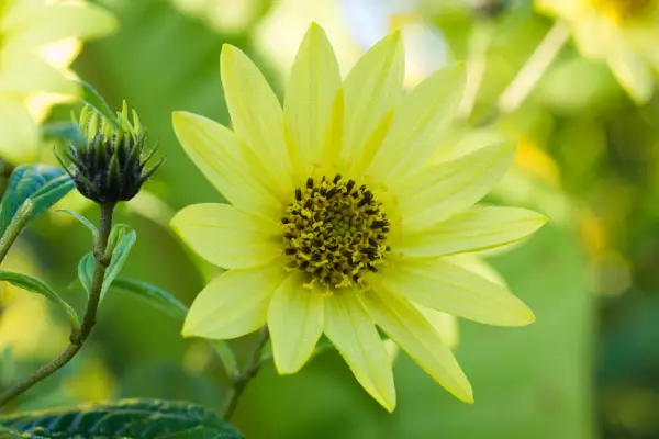 Helianthus 