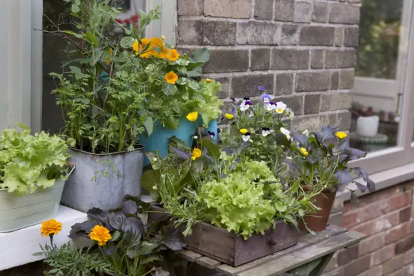Vegetables growing in pots on a windowsill