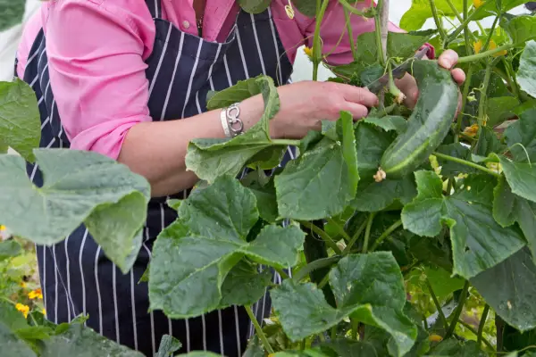 harvesting-cucumbers-4
