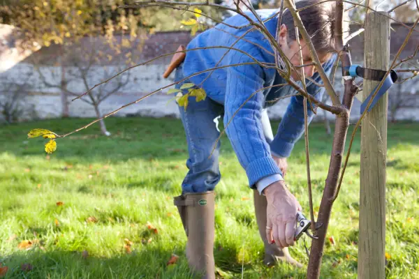 Removing lower branches of a tree