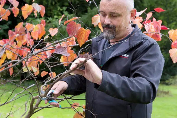 Removing dead or diseased branches
