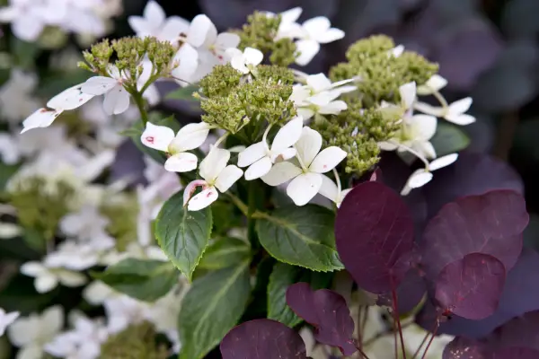 Hydrangea macrophylla 