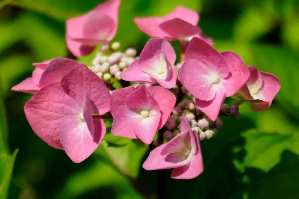 Hydrangea 