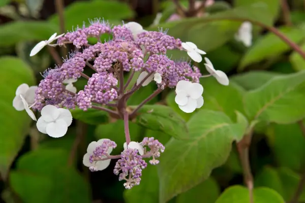 Hydrangea aspera sargentiana