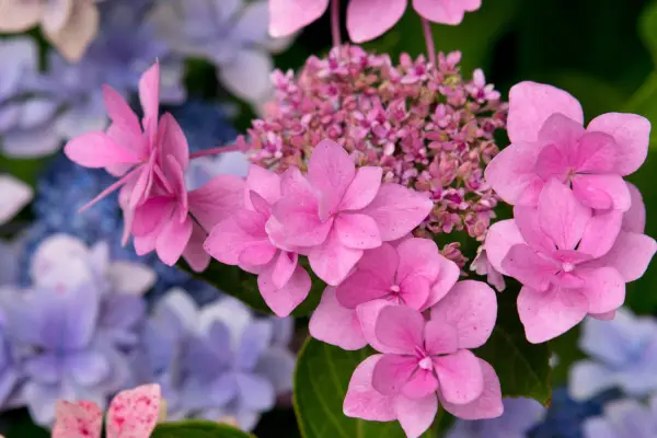 Hydrangea macrophylla 