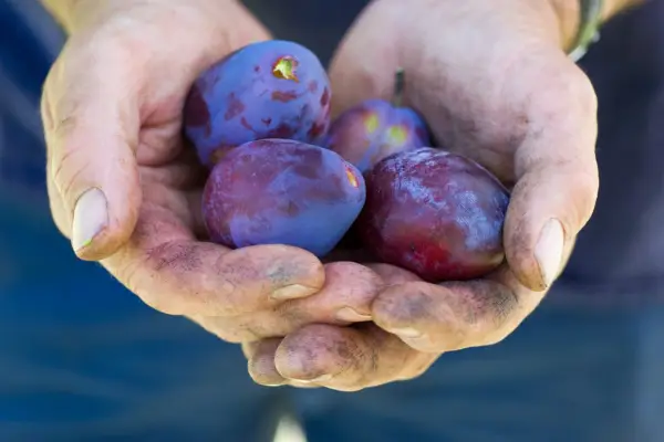 How to grow plums - plum 