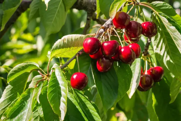 Ripe stella cherries hanging on a cherry tree branch