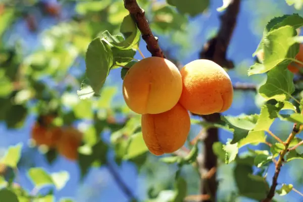 Apricot fruits. Photo: Getty Images.