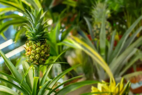 How to grow a pineapple plant – Ananas comosus growing in a greenhouse. Getty Images