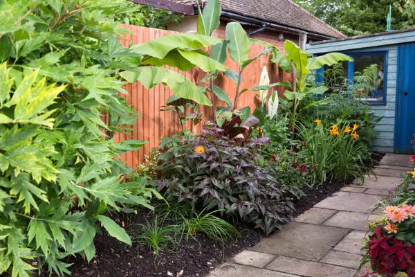 Banana planted with other tropical plants