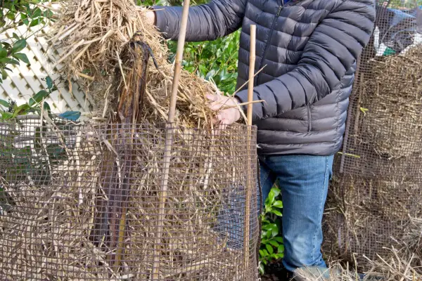 Wrapping up the banana for winter