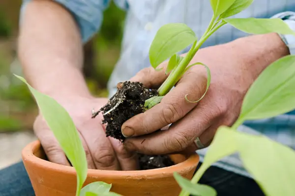 Potting up banana offshoots