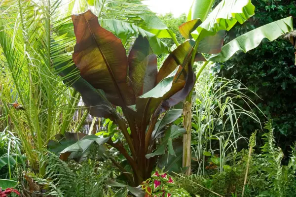 Bananas, Musa basjoo and Ensete ventricosum 