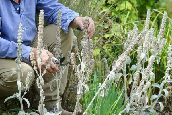 Harvesting seeds from lamb