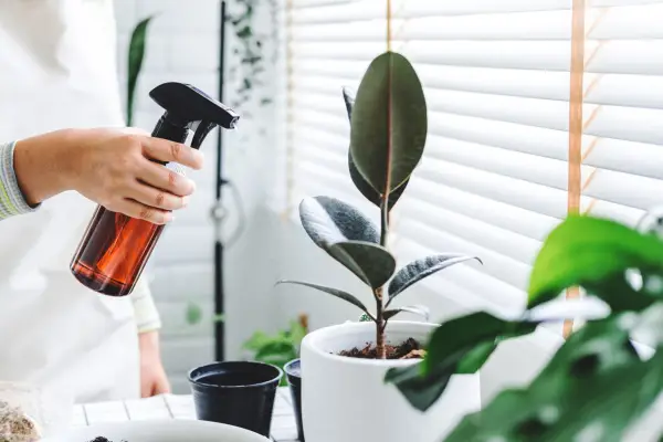 Rubber plant growing in a bathroom. Getty Images