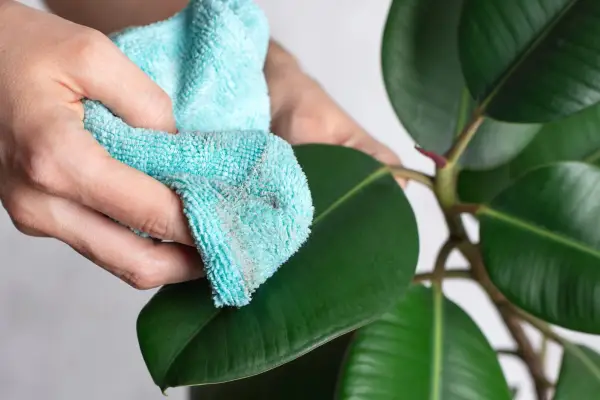Wiping dust off rubber plant leaves