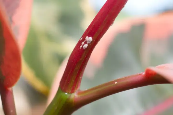 Mealybug on rubber plant stem