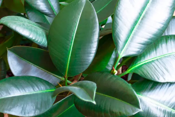 Rubber plant