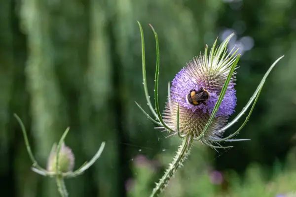 Hvordan dyrke teasel