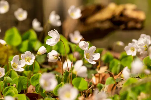 Wood sorrel (Oxalis acetosella). Getty Images
