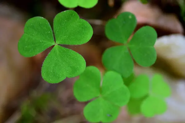 2048x1365_Oxalis-acetosella_SEO_GettyImages-1491299596