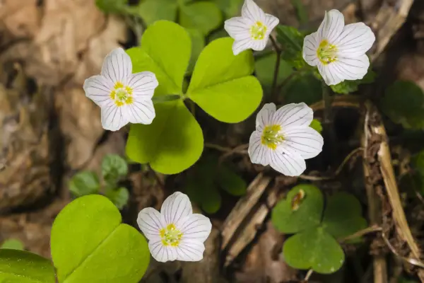 Wood sorrel. Getty Images