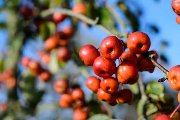 Best crab apples - Malus 