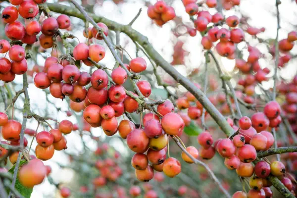 Best crab apple trees - Malus 