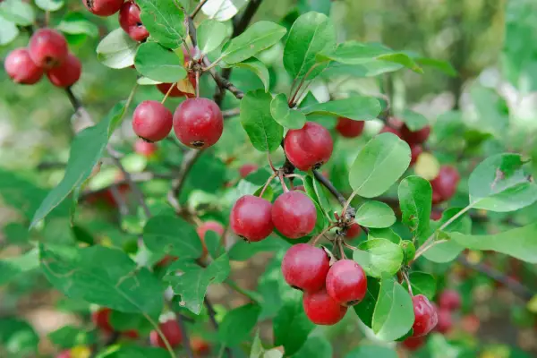 Malus 