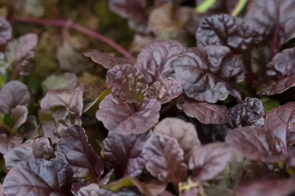 How to grow bugle – Ajuga reptans 