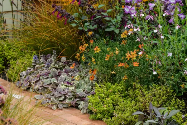 How to grow bugle – Ajuga reptans 