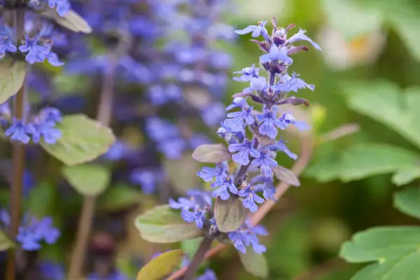 Bugle, Ajuga reptans/em>