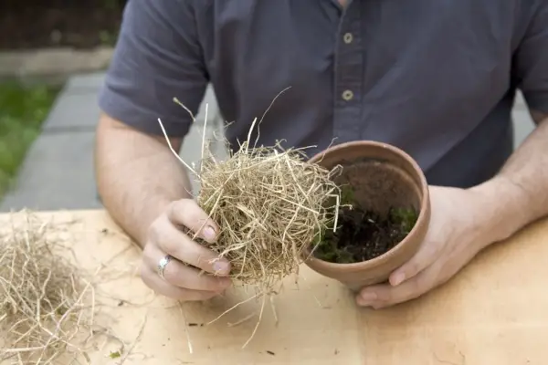 Adding hay to the pot