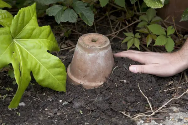 Half-burying the pot