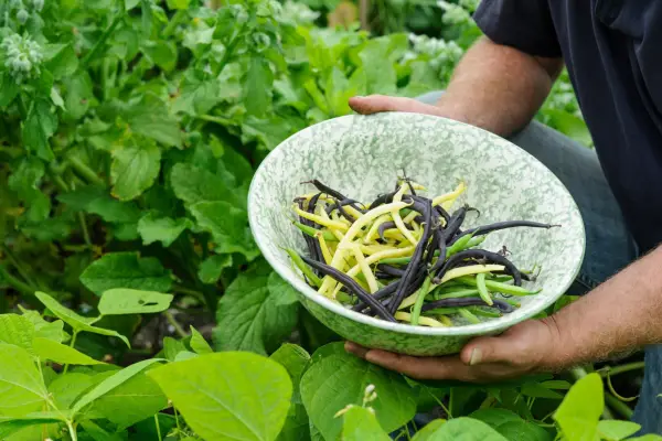 How to sow dwarf beans in a pot