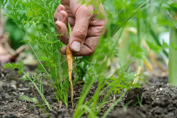 Thinning out larger carrot seedlings