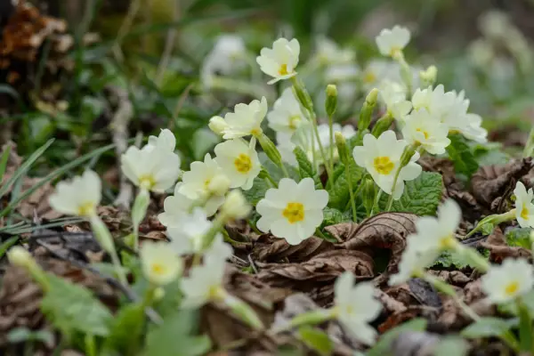 Primula vulgaris