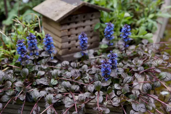 Ajuga reptans