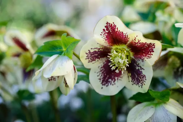 Helleborus Ashwood Garden Hybrids