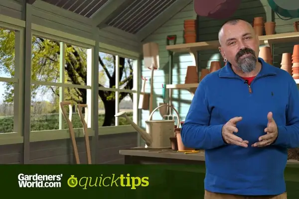 האם אוכל להפחית דשא פמפס גדול?