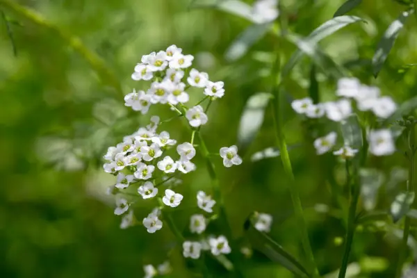 איך לגדל את Alyssum