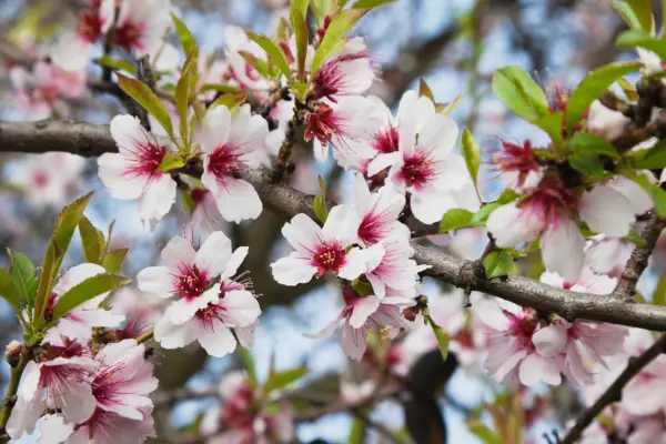 Close up of almond tree flowers. Getty Images