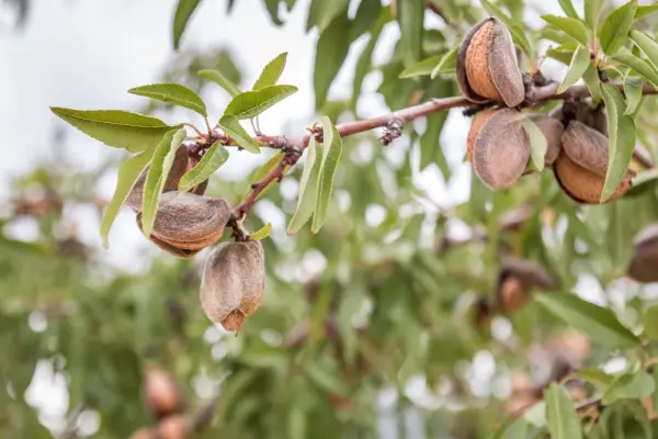 Close up of ripe almonds on the tree. Getty Images