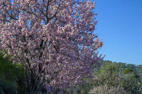 Ripening almonds on a tree. Getty Images