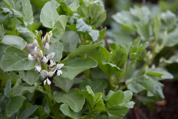 Sow broad beans in September