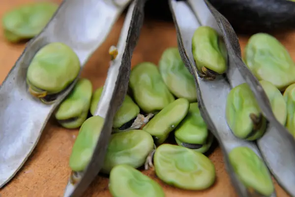 Broad beans fresh from pod