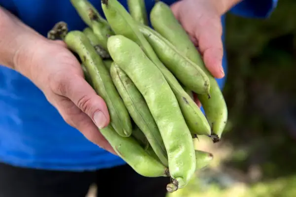How to grow broad beans