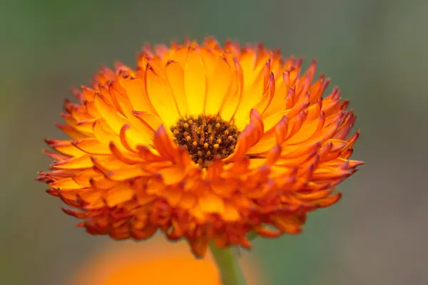 Calendula 